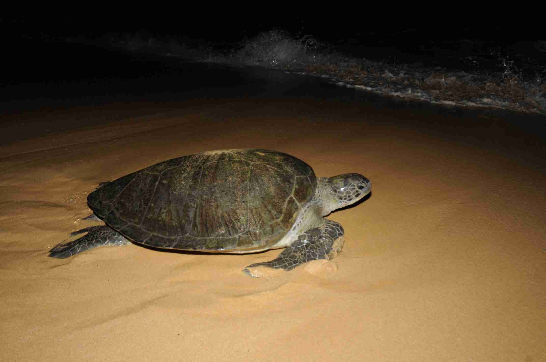 Observação de tartarugas marinhas