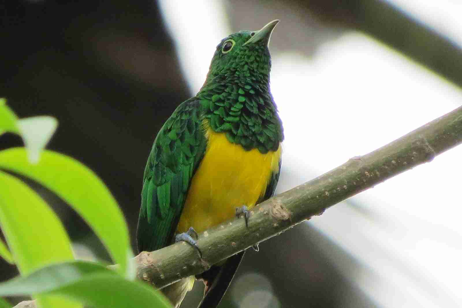 Observação de aves endémicas