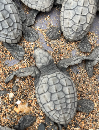 tartarugas
